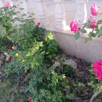 فروش باغ ویلایی ۵۷۰ مترباآب وسندفردوسی|فروش خانه و ویلا|مشهد, گلبرگ شمالی|دیوار