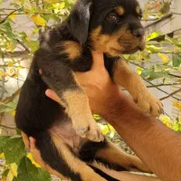 روتوایلر|سگ|تهران, تهرانپارس غربی|دیوار