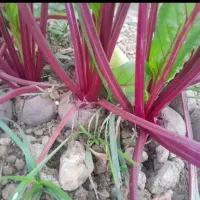 فروش ویژه بذر چغندر لبو