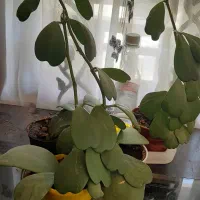 گل طبیعی برای روز مادر فروش و معاوضه|گل و گیاه طبیعی|کرج, حسینآباد|دیوار