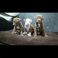 توله پیت بول اصیل|سگ|تهران, خانیآباد|دیوار