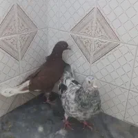 دلیل‌اگهیم‌کمبودجاس‌مستعجریم‌بیشترشون‌دونه‌۳۰۰‌|پرنده|بابل, |دیوار