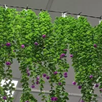 شمشاد گل دار