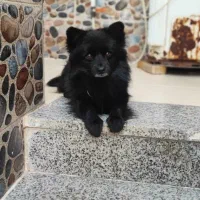 واگذاری|سگ|اهواز, کوی شاهد|دیوار