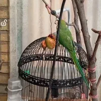 طوطی ملنگو تعویض با گرنچیک|پرنده|قزوین, |دیوار