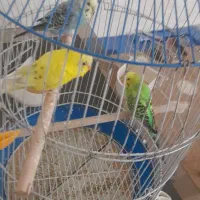 سه عدد مرغ عشق|پرنده|خمینی‌شهر, |دیوار