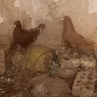 سرخ و زرد گرفتنی|پرنده|شوشتر, |دیوار