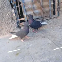 کبوتر|پرنده|سبزوار, جهاد کشاورزی|دیوار