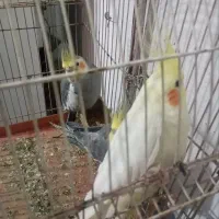 3تا عروس هلندی