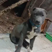 توله سگ پیت بول