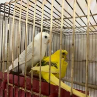 یک جفت مرغ عشق با شش جوجه