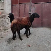 قوچ شیشک سنگین وزن