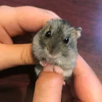 همستر زرنگ|موش و خرگوش|تهران, تهرانپارس جنوبی|دیوار