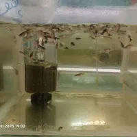 انواع ماهی زینتی و کت فیش|ماهی|شاهینشهر, کوی مهدیه|دیوار