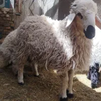 دوتا بره نر و دوتا بز