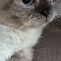 گربه همالین اصل تبت