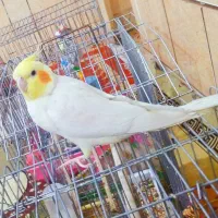 عروس هلندی نر سخنگو