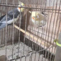 فروش ۵ عدد طوطی عروس هلندی|پرنده|لاهیجان, کوی آزادگان|دیوار