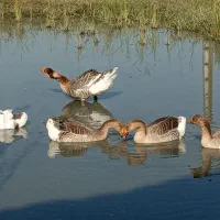 مرغ کوشین بلک متلد اصیل باجوجه قوغاز و غاز دورگ|حیوانات مزرعه|لاهیجان, بازکیاگوراب|دیوار