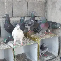 کبوتر پلاکی معاوضه بامرغ عشق عروس هلندی|پرنده|رودان, |دیوار