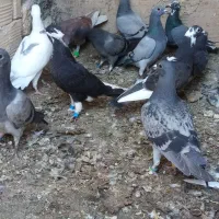 کفتر جوجه المانی پلاکی مسافتی