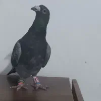 نرقرهسبزقلدربه شرط پرش همه چی تموم|پرنده|تربتحیدریه, کوی شهید احمدزاده ملکی|دیوار