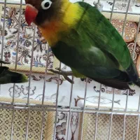 طوطی برزیلی نقاب دار مولد|پرنده|قرچک, باقرآباد|دیوار