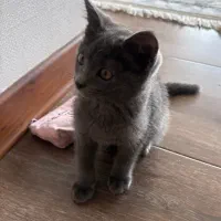 گربه خانگی بریتیش بلو