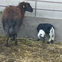 گوسفند وره مار وره ماده