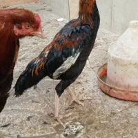 مرغ خروس|حیوانات مزرعه|کردکوی, |دیوار