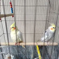 عروس هلندی جفت