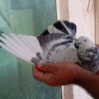 ده عدد کفتر پرشی