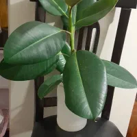 گل آپارتمانی