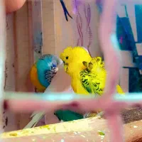 مرغ عش پروانه ای و عروس هلندی وکوتوله