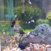 ماهی آکواریوم