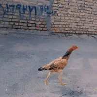 خروس لاری