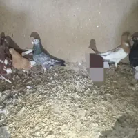 یهودی|پرنده|آشخانه, |دیوار