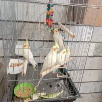 عروس هلندی