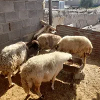 میش مخصوص پروار|حیوانات مزرعه|کوزران, |دیوار