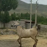 مادیان دره شوری