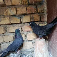 کفتر|پرنده|قهدریجان, |دیوار