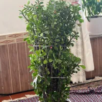 گل خانگی