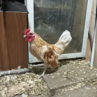 سیبرایت جاپنیز در انزلی