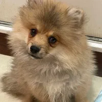 سگ پامرین نر|سگ|رشت, دیلمان|دیوار