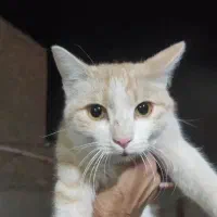 گمشده|گربه|زابل, |دیوار