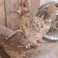 یک جفت سلطان و جوجه سلطان|حیوانات مزرعه|قم, انسجام|دیوار