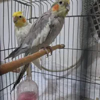 پرنده عروس هلندی