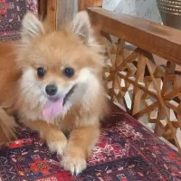 پامر روباهی|سگ|کتالم و سادات شهر, |دیوار