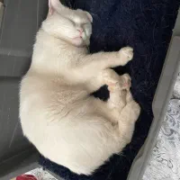 گربه نژاد وان(خاص و کمیاب)|گربه|رفسنجان, |دیوار