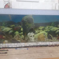 اکواریوم با لوازم ۷ عدد ماهی اسکار و۲تا لجن خار